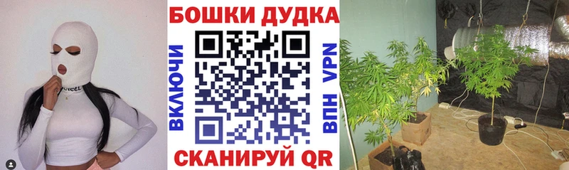 Бошки марихуана семена  Купить где  Никольское 